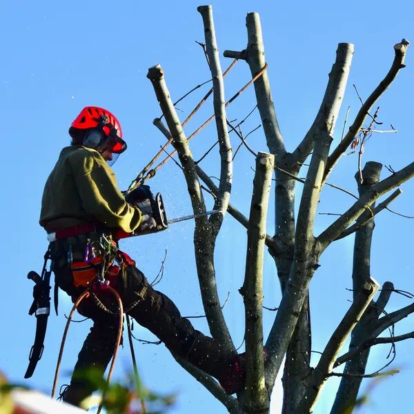 Il est temps de penser à l'élagage 