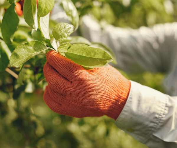 Elagage soin des arbres