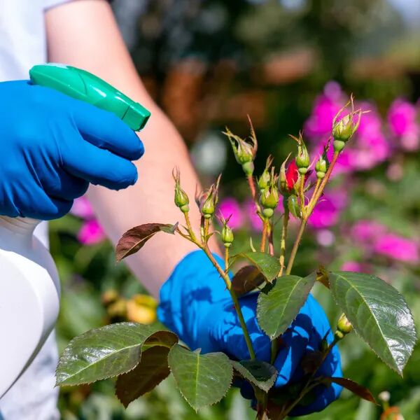 Nuisibles au jardin la vraie solution