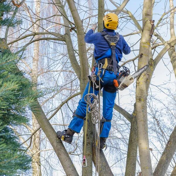 Elagage réussi avant assemblée générale